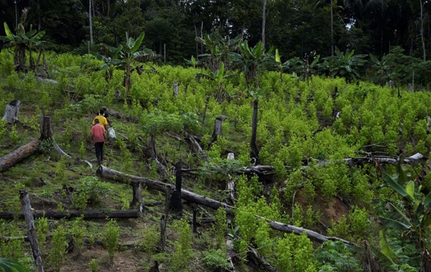 Зростання вирощування коки в Колумбії
