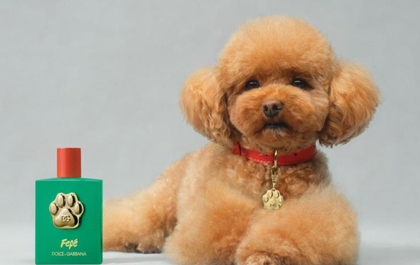 Парфуми Dolce&Gabbana для улюбленців