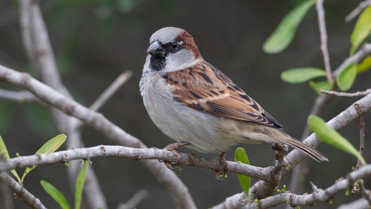 Порятунок горобців у містах