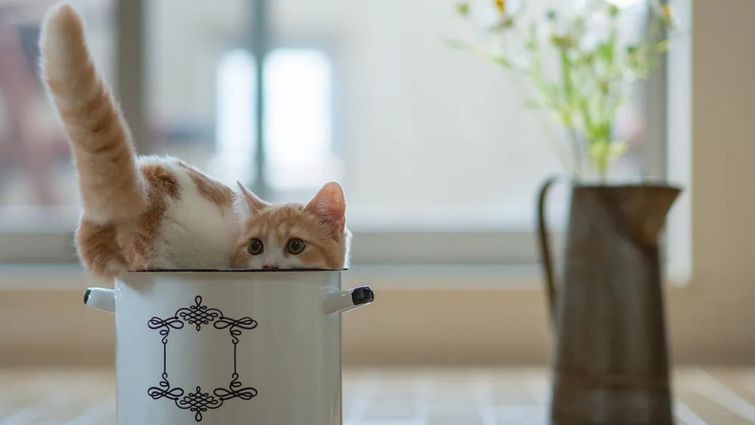 Коти: Мистецтво Звуження та Гнучкості