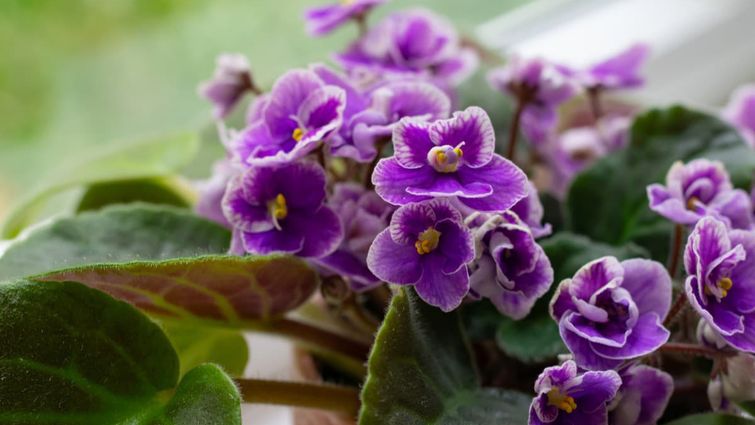 Поради догляду за африканськими фіалками