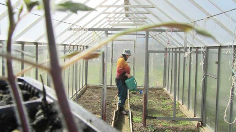 Підготовка теплиці до зими