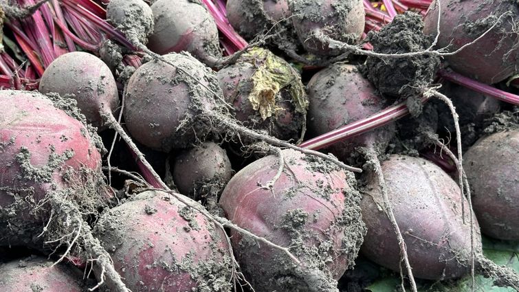 Три способи зберегти буряк взимку