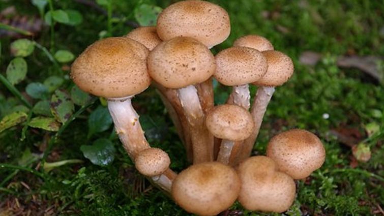 Шість способів вирощування глив