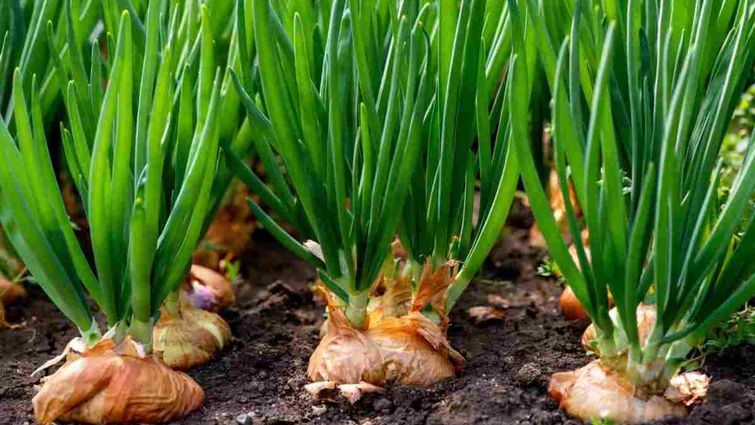 Китайський метод посадки цибулі