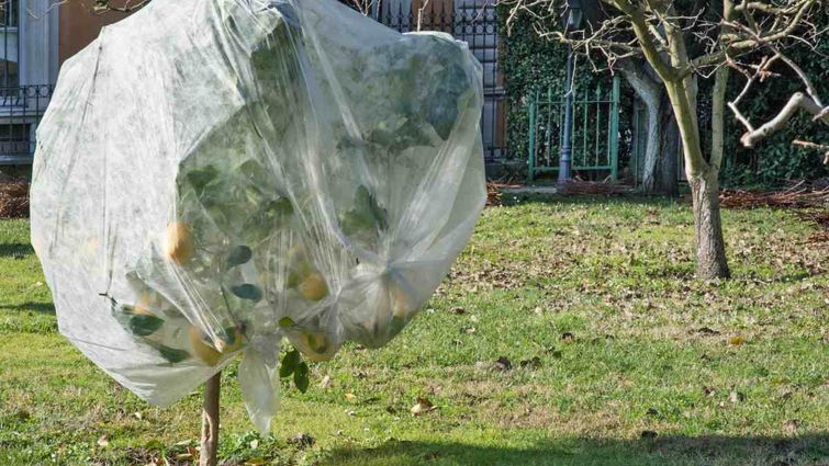 Підготовка яблунь до зимового морозу