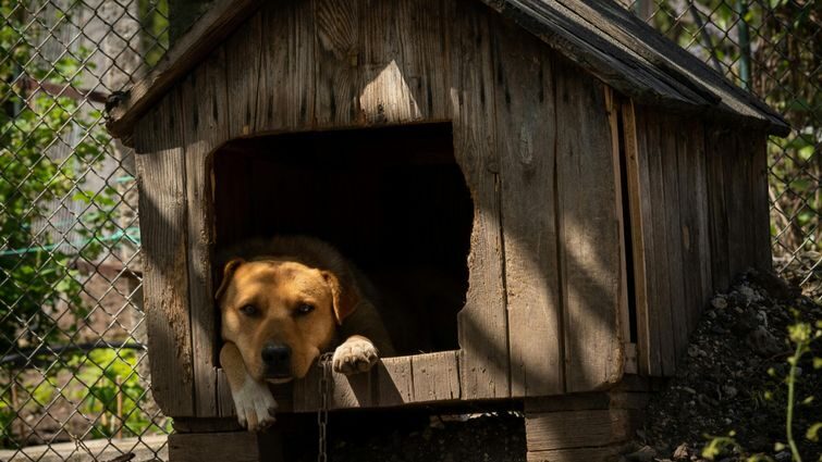 Важливість будки для собаки