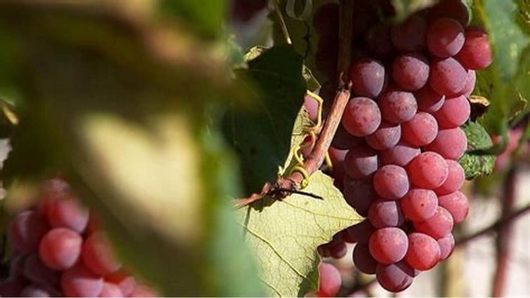 Підживлення виноградників для якісного врожаю