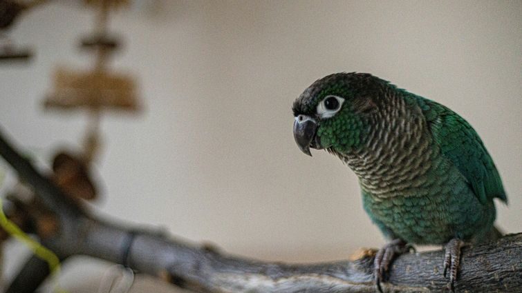 Щасливий папуга: догляд та стимуляція