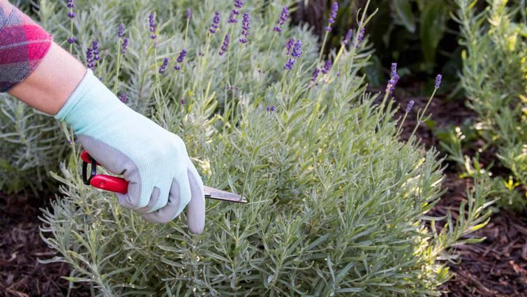 Правильне обрізання лаванди восени