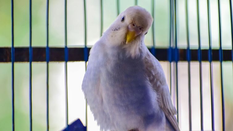 Плюси і мінуси домашніх улюбленців