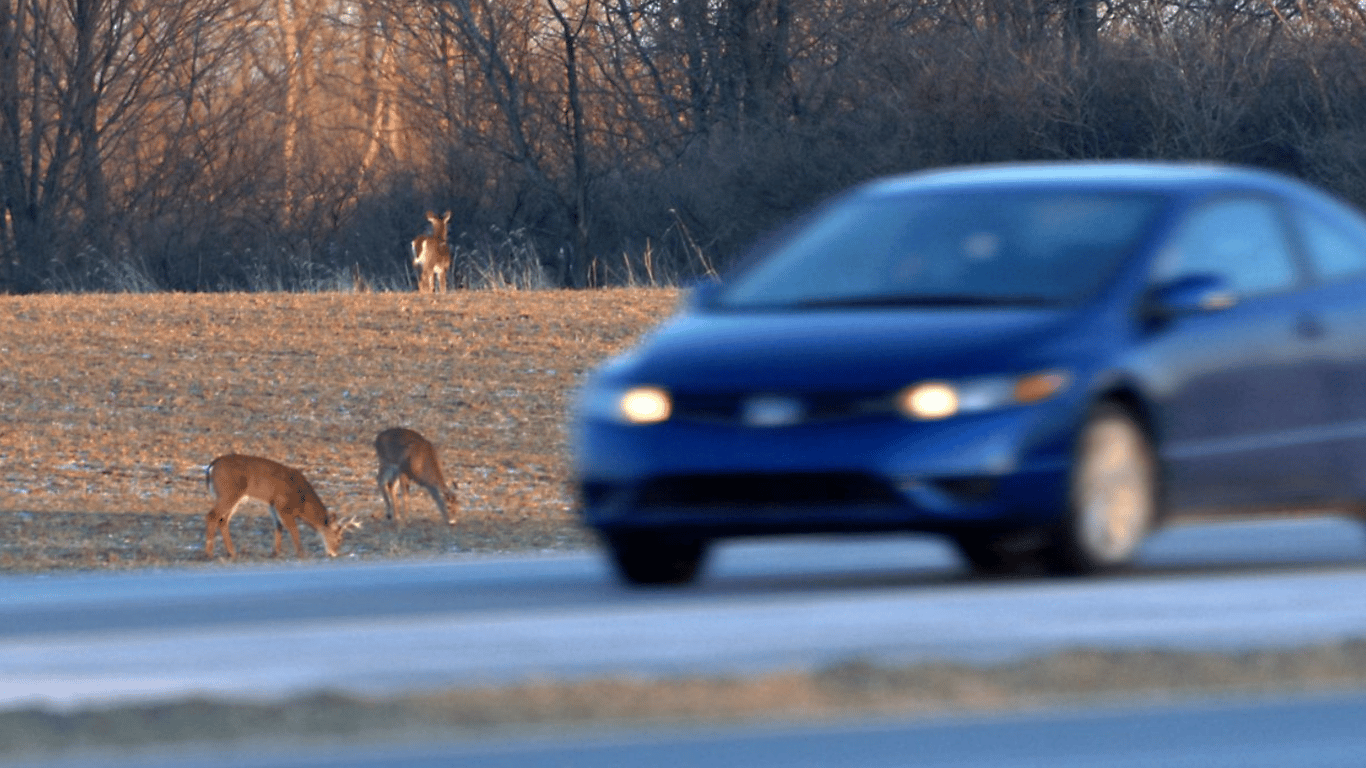 Незвичайне ДТП з оленем