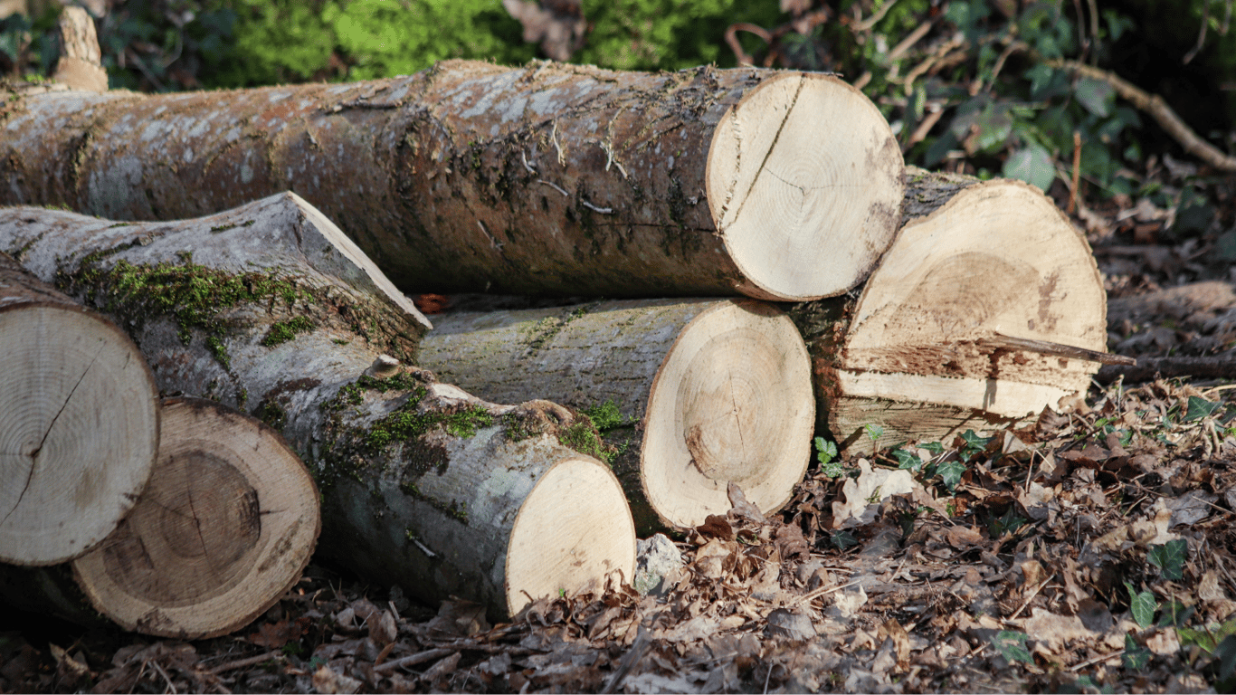 Закон проти незаконної вирубки лісів