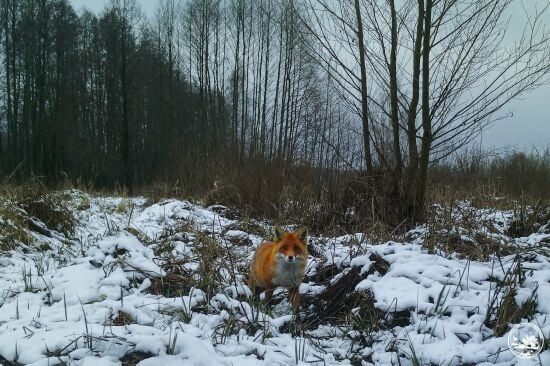 Дискусії про зниження віку мобілізації