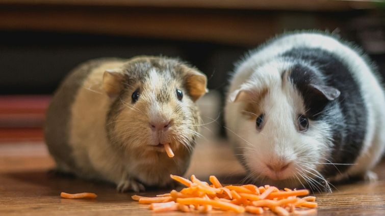 Комфортні умови для морської свинки