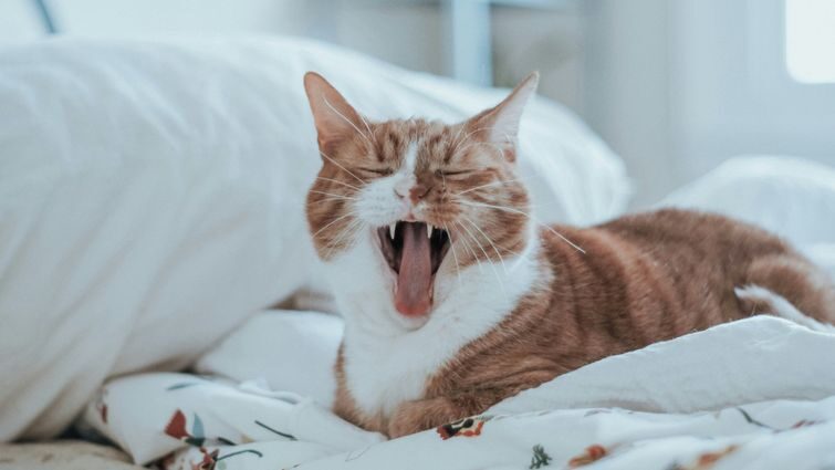 Коли кішчин кашель небезпечний