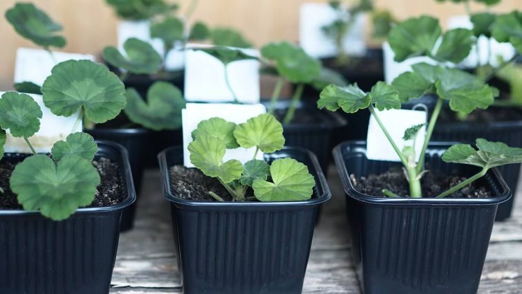 Живцювання пеларгонії у лютому