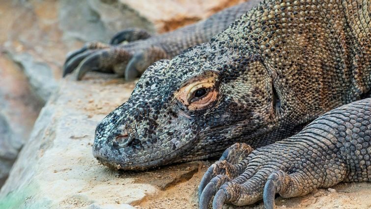 Екзотичні варани: домашні дракони