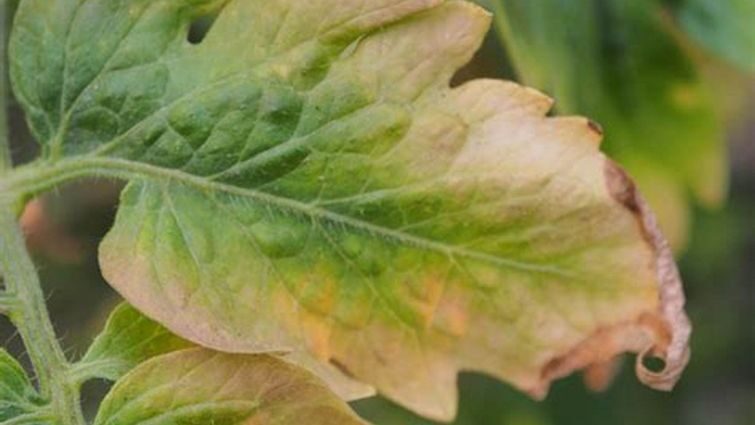 Важливість йоду для здоров’я рослин