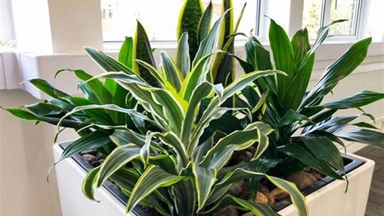 Поради з догляду за драценою