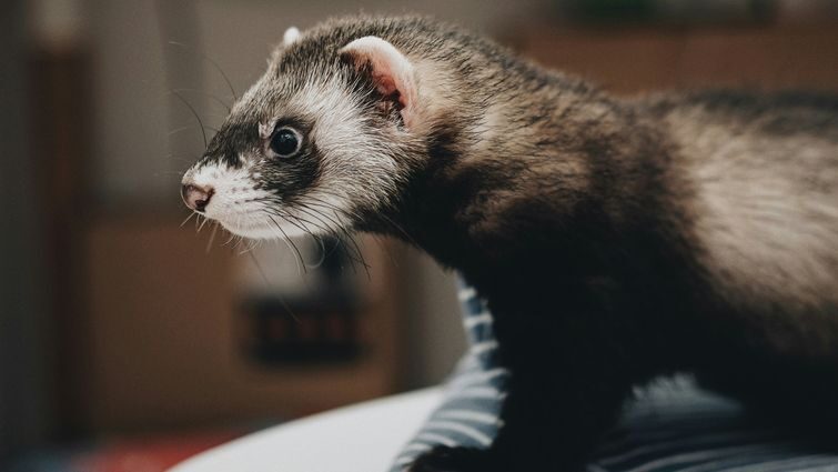 Секрети догляду за тхором