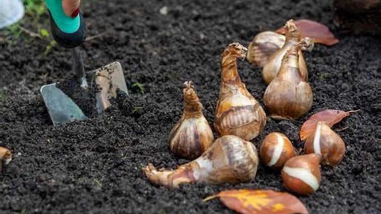 Правильний догляд за ірисами саду