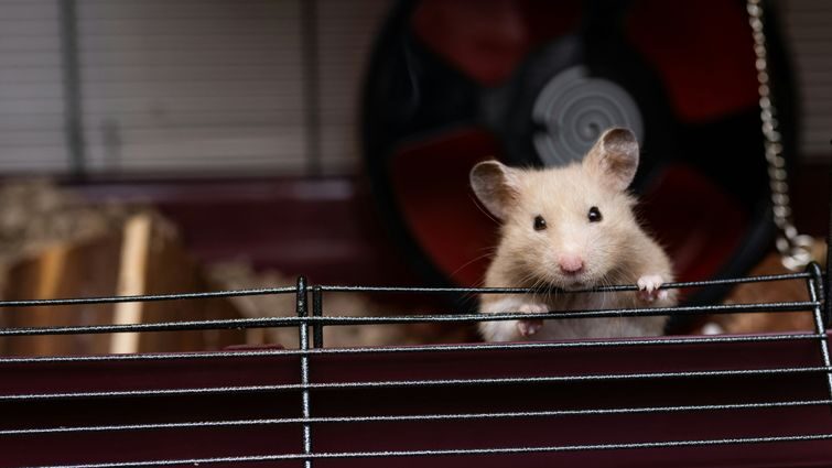 Як уникнути гризіння клітки