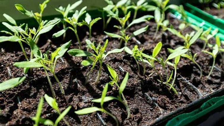 Гумінові добрива: майбутнє сільського господарства