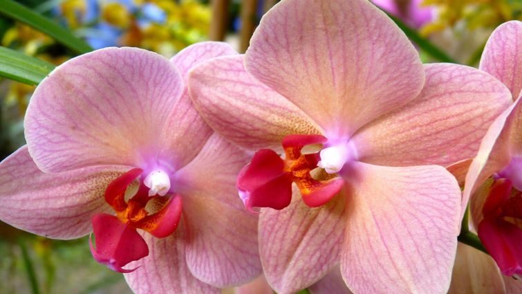 Хвороби орхідей: виклики та рішення