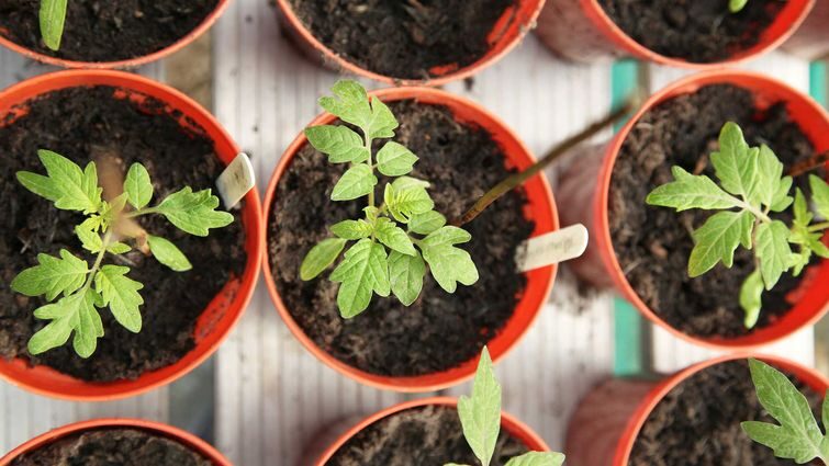 Природні добрива для міцних рослин