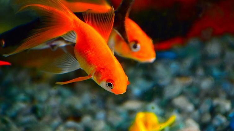 Правильний догляд за акваріумними рибками