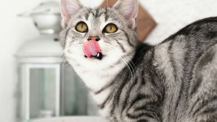 Переваги змішаного годування котів