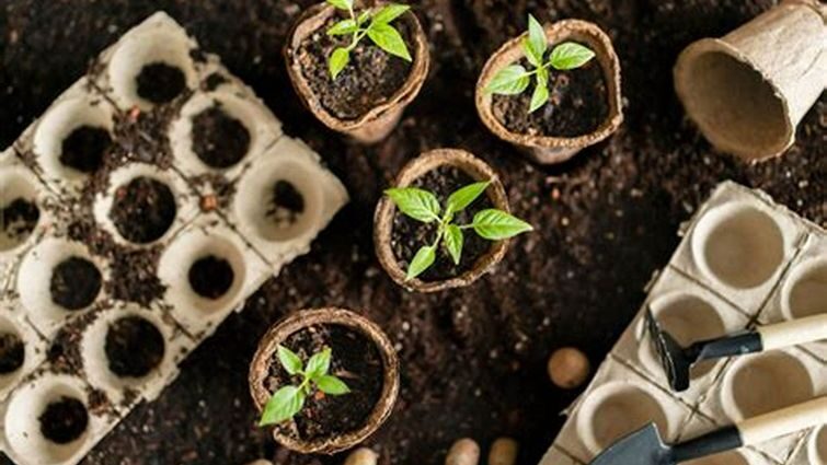 Важливі чинники для успіху вирощування перцю