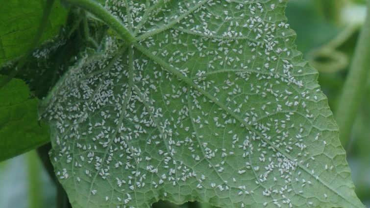 Природні методи боротьби з попелицею