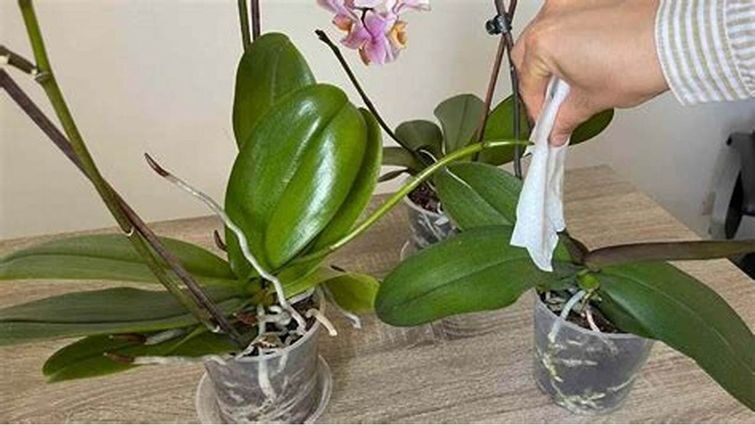 Розгадка липких крапель орхідей