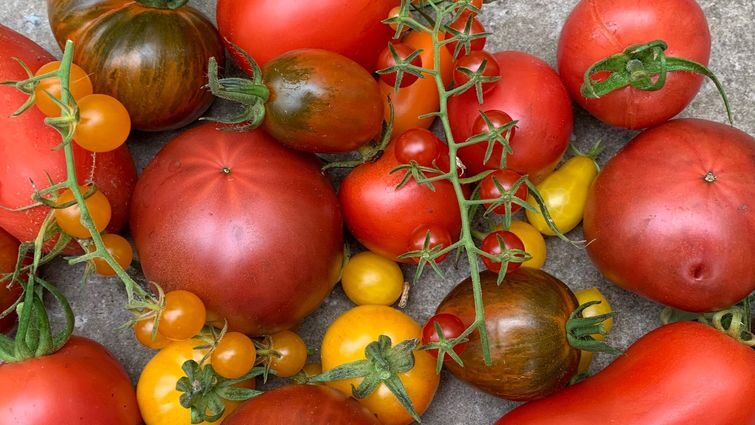 Поради для успішного вирощування томатів
