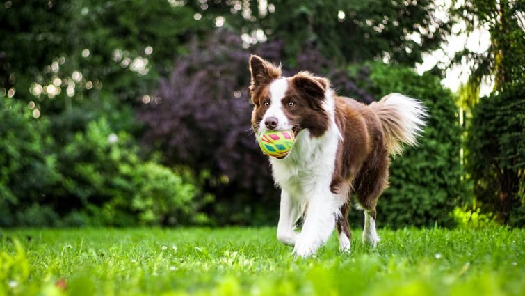 Бордер-коллі: геніальні і невгамовні собаки