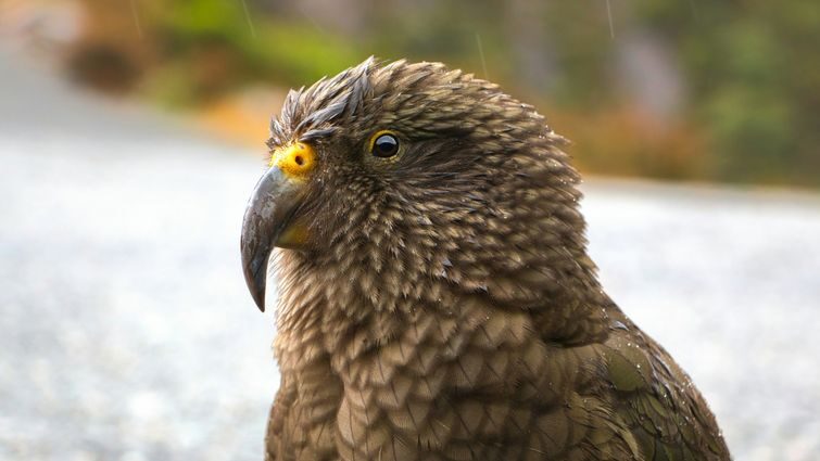 Правильний вибір клітки для Кеа