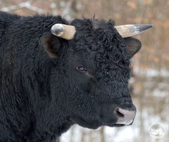 Чорнобильські корови стали дикими