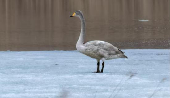 Сміливий рятувальник на льоду