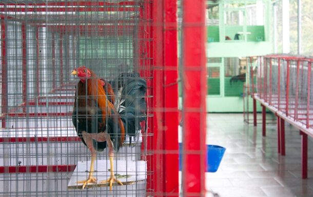 Трагедія на півнячих боях Валенсії