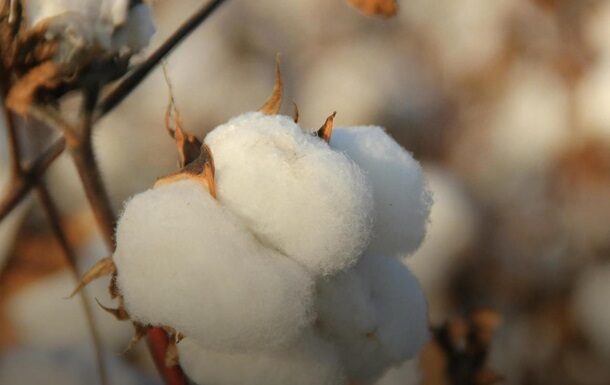 Бавовняна стратегія: нова ера агросектору
