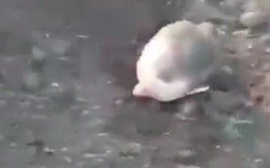 Інцидент у Курській області Росії