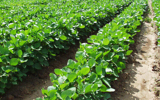 Soy Yield Forecast Ukraine Growth Or Decline