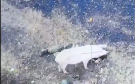 Wild Boars In Kharkiv Cruel Truth Of War Video