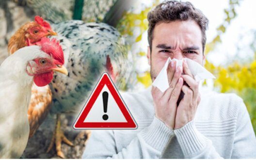 First Death From Hn Bird Flu In Usa What You Need To Know