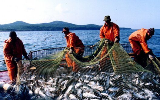 Import Russian Fish Eu Sanctions Challenges