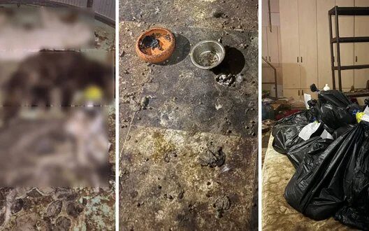 Mass Animal Deaths Shelter Kyivregion Scandal