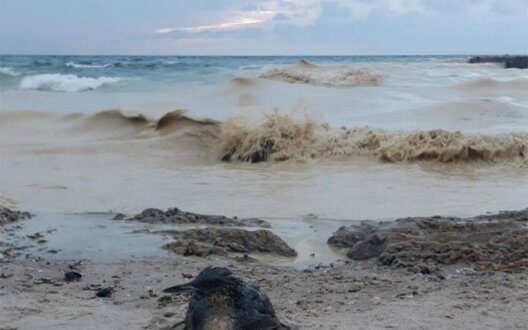 War Crime Investigation Environmental Pollution Odesa Region