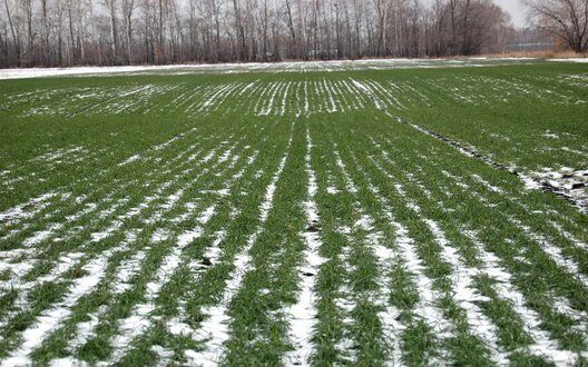 Зимові морози не зашкодять врожаю пшениці в Україні – прогноз